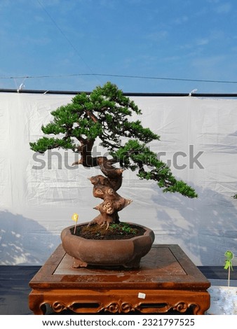 Bonsai a plant or tree that is dwarfed in a shallow pot with the aim of making a miniature of the original form of a large, old tree in nature. Planting is done in shallow pots called bon.
