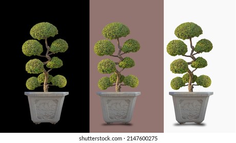 Bonsai plants in natural marble pots Isolated from a white background. An excerpt. Images that are separated from a white background. 