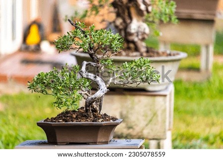 The bonsai in the pot at the garden