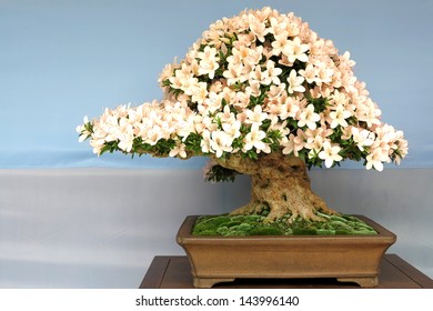 4,521 Bonsai tree pink Images, Stock Photos & Vectors | Shutterstock