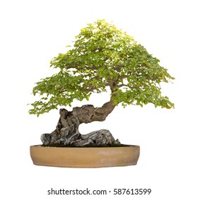 Bonsai Tree