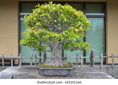 Bonsai tree 