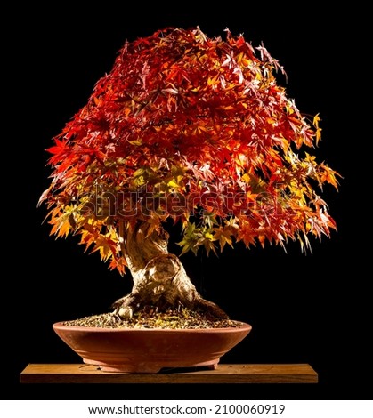 Bonsai tree autumn from the Netherlands autumncolor