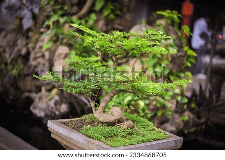bonsai tree in a buddhist temple traditional vietnamese decor
