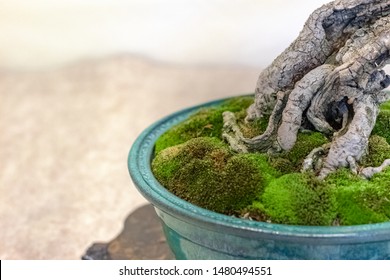 Bonsai Tree Display At The Fort Worth Botanic Garden 