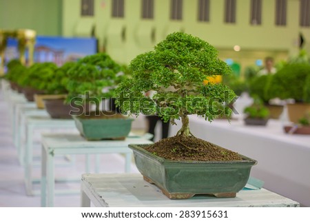 Bonsai tree Bonsai Exhibition