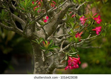 Bonsai Tree Full Of Beautiful Fuchsia Flowers In The Gardens Of The Royal Palace Of The Ancient Imperial City Of Hue, Vietnam