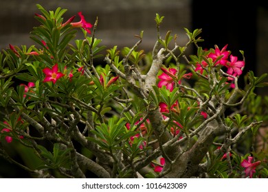 Bonsai Tree Full Of Beautiful Fuchsia Flowers In The Gardens Of The Royal Palace Of The Ancient Imperial City Of Hue, Vietnam