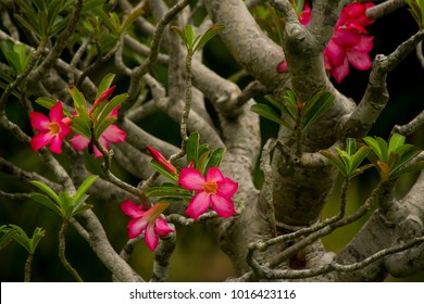 Bonsai Tree Full Of Beautiful Fuchsia Flowers In The Gardens Of The Royal Palace Of The Ancient Imperial City Of Hue, Vietnam