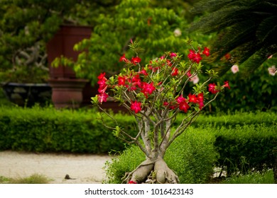 Bonsai Tree Full Of Beautiful Fuchsia Flowers In The Gardens Of The Royal Palace Of The Ancient Imperial City Of Hue, Vietnam