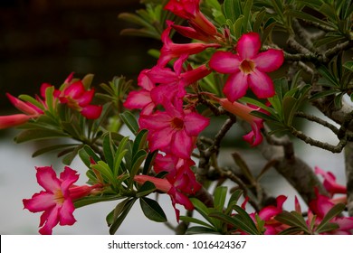 Bonsai Tree Full Of Beautiful Fuchsia Flowers In The Gardens Of The Royal Palace Of The Ancient Imperial City Of Hue, Vietnam