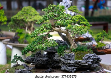 Bonsai Tree In Garden