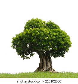 Bonsai Tree In Garden Isolated On White