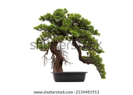 Bonsai Tree Gardening Concept. Tako bonsai tree on white isolated background, beautiful. 
