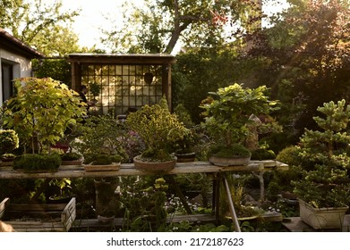 Bonsai Tree Growing In A Pot Outside In A Garden 