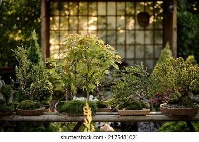 Bonsai Tree Growing In A Pot Outside In A Garden On A Background Of A Gazebo