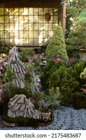 Bonsai Tree Growing In A Pot Outside In A Garden On A Background Of A Gazebo