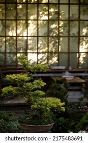 Bonsai Tree Growing In A Pot Outside In A Garden On A Background Of A Gazebo