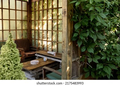 Bonsai Tree Growing In A Pot Outside In A Garden On A Background Of A Gazebo