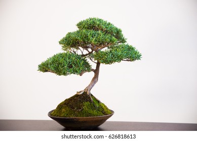 Bonsai Tree Isolated