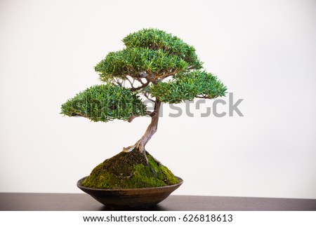 Bonsai tree isolated