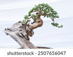 Bonsai tree Isolated on white background.