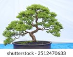 Bonsai tree isolated on white background in a pot plant with many different unique shapes symbolizing an abstraction in the life that humans must overcome to survive