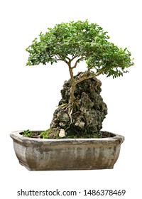 bonsai tree isolated on white background - Shutterstock ID 1486378469