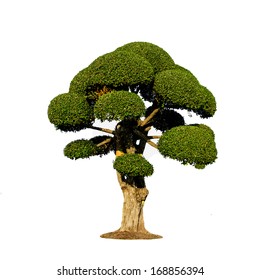 Bonsai Tree Isolated On White