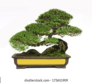 Bonsai tree, isolated on white background - Shutterstock ID 173651909