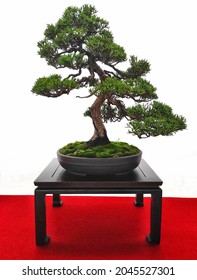 Bonsai Tree Isolated On White, Chinese Juniper