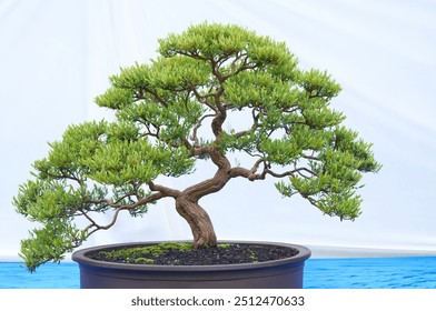 Bonsai tree isolated on white background in a pot plant with many different unique shapes symbolizing an abstraction in the life that humans must overcome to survive - Powered by Shutterstock