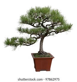 bonsai tree isolated on white, miniature pine tree