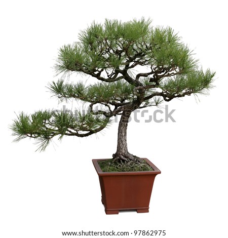bonsai tree isolated on white, miniature pine tree