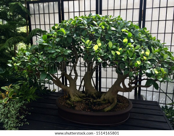 Japanese Gardenia Bonsai - The Home Interior Ideas