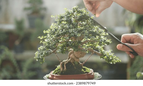 Bonsai tree Japanese nature art in beautiful garden background. Asian man using scissors trimming bonsai plant green leaf growing in brown pot. Concept of bonsai tree design natural art. - Powered by Shutterstock