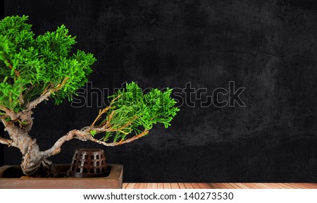 bonsai tree juniper class on a wooden platform