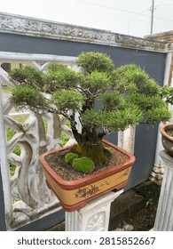 Bonsai Tree Juniper (Juniperus spp.)