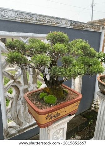 Bonsai Tree Juniper (Juniperus spp.)