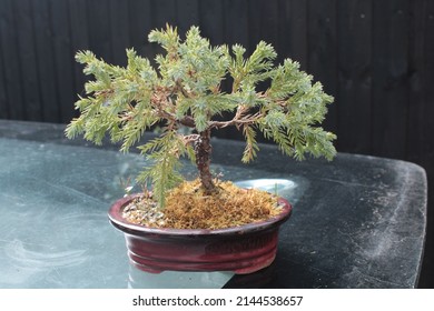 Bonsai Tree, Juniperus Communis Or Miniature Juniper Tree Isolated