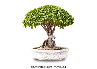 Bonsai Tree Lsolated On White Background