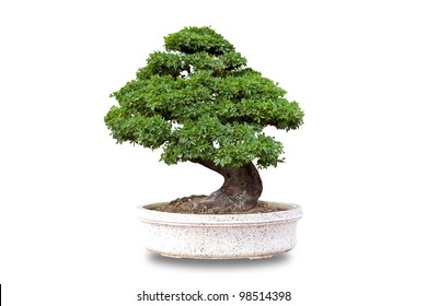 Bonsai Tree Lsolated On White Background