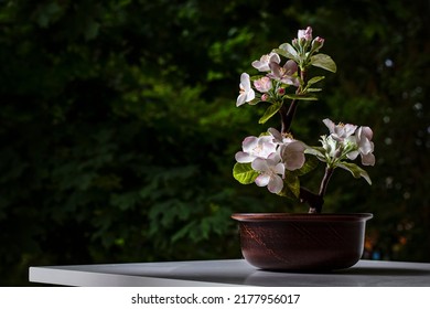 Bonsai Tree, A Miniature Flowering Apple Tree In A Pot On A Windowsill On A Summer Day