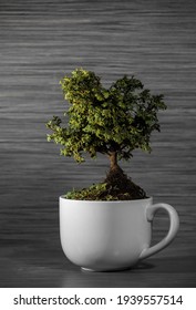 Bonsai Tree In A Mug