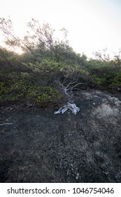 Bonsai Tree On A Cliff