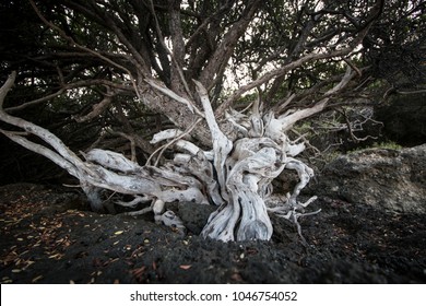 Bonsai Tree On A Cliff