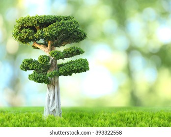 Bonsai tree on green nature background