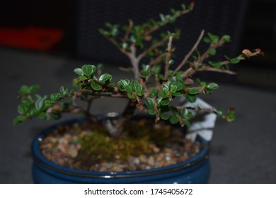 Bonsai tree on table close up with zoom