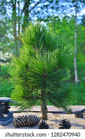 Bonsai Tree Outside