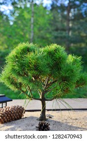 Bonsai Tree Outside